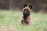 MALINOIS 854